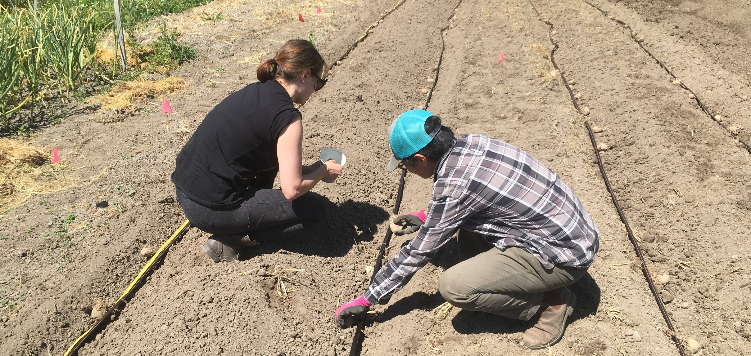 Wireworm trial setup